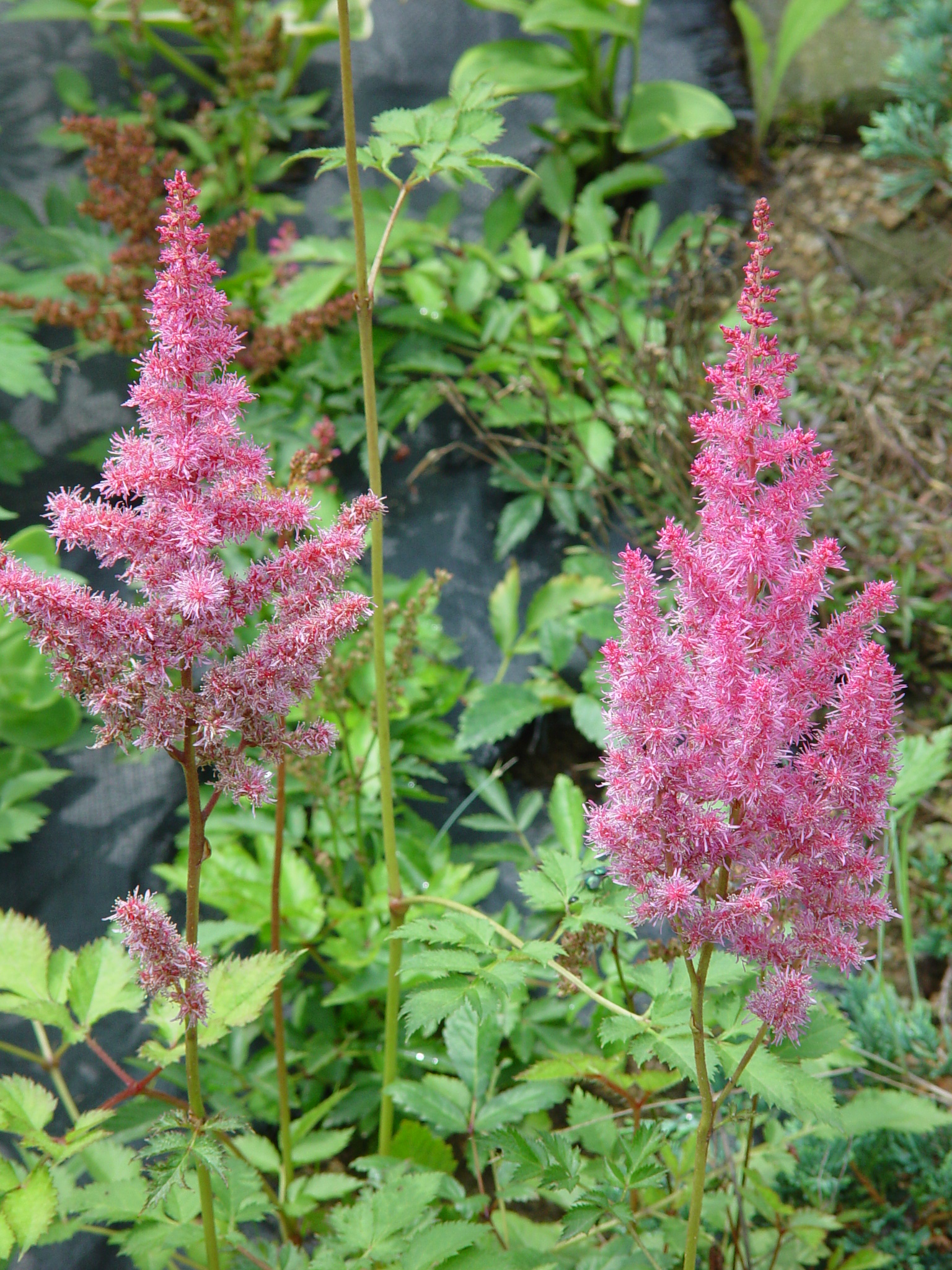 Astilbe chinensis var. davidii
